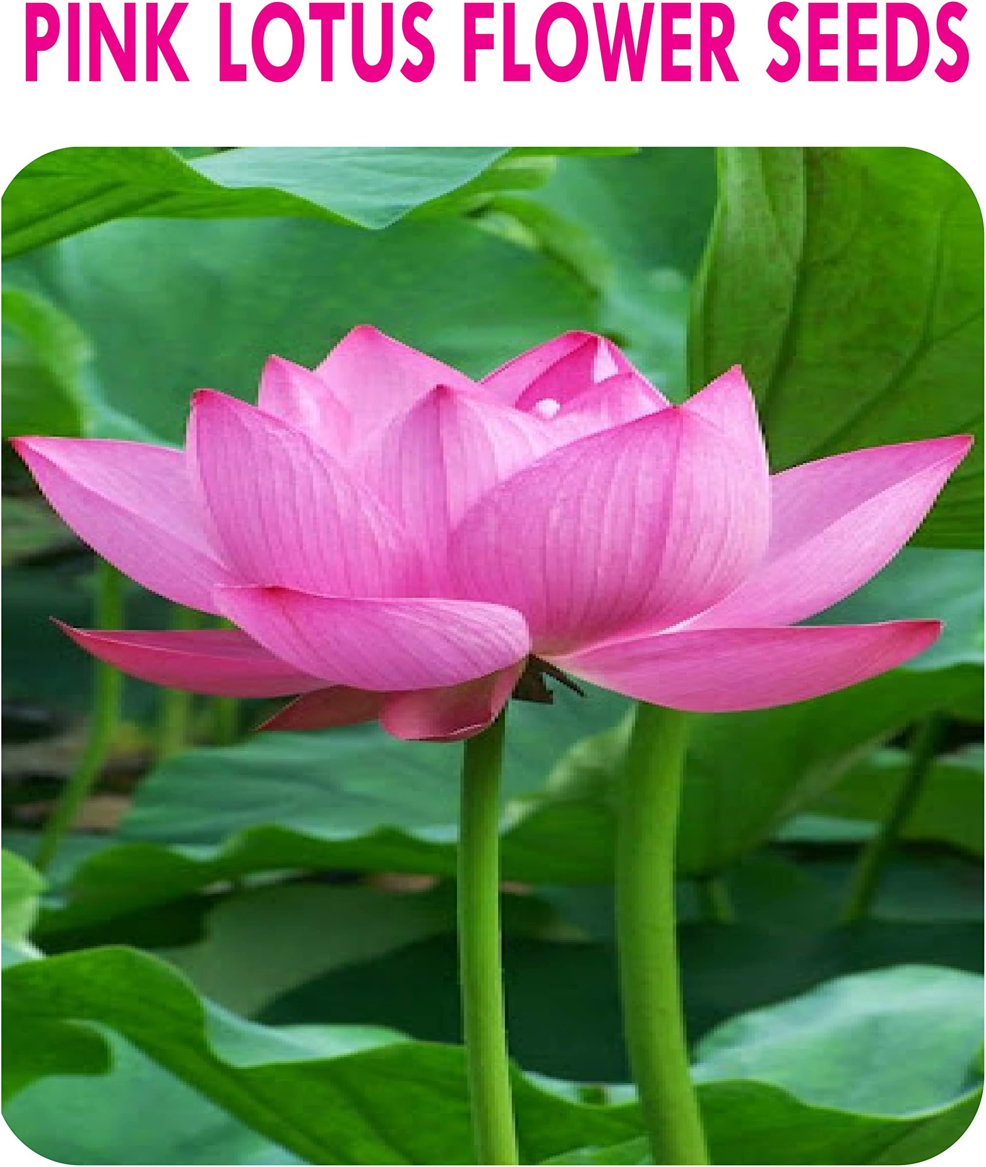 3V PRODUCTS: Indian Lotus Seeds | Kamal Gatta Seeds (Pink Color) for Planting (20 Seeds)