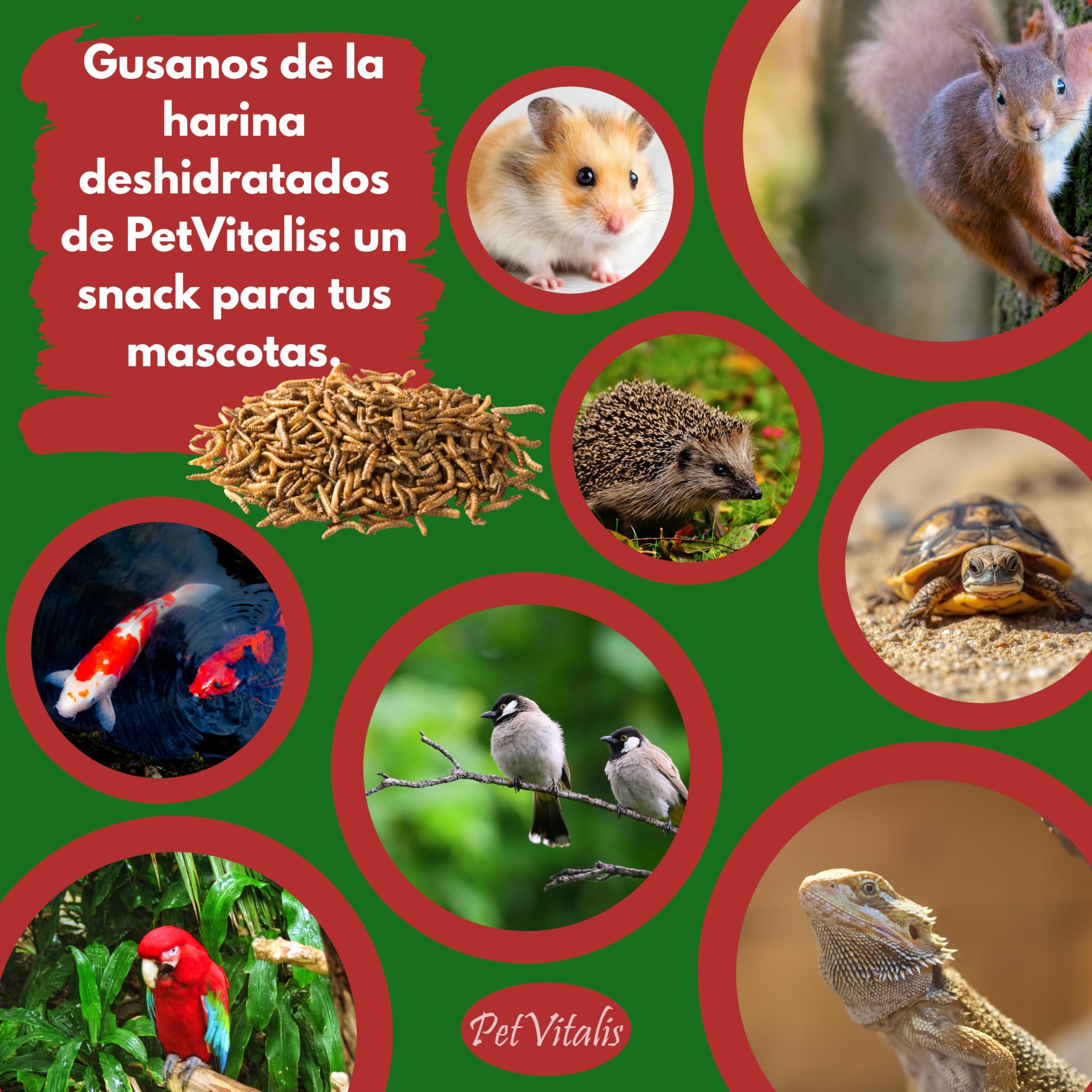 Gusanos de harina deshidratados: alimento Aves Silvestres, Snack Rico en proteínas para Peces, Reptiles y roedores, Ideal como complemento alimenticio Natural. (5 kg)