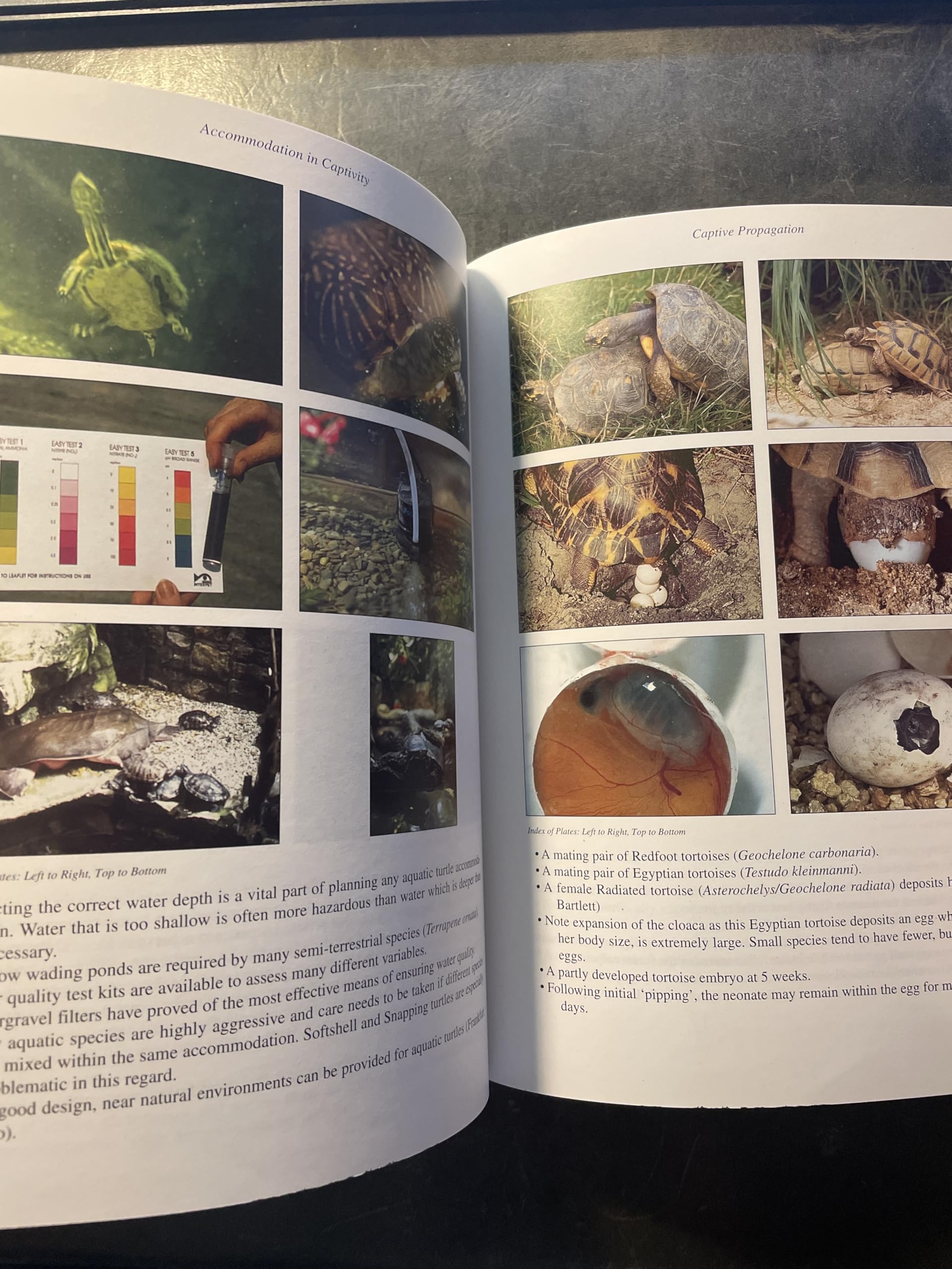 Practical Encyclopedia of Keeping and Breeding Tortoises and Freshwater Turtles