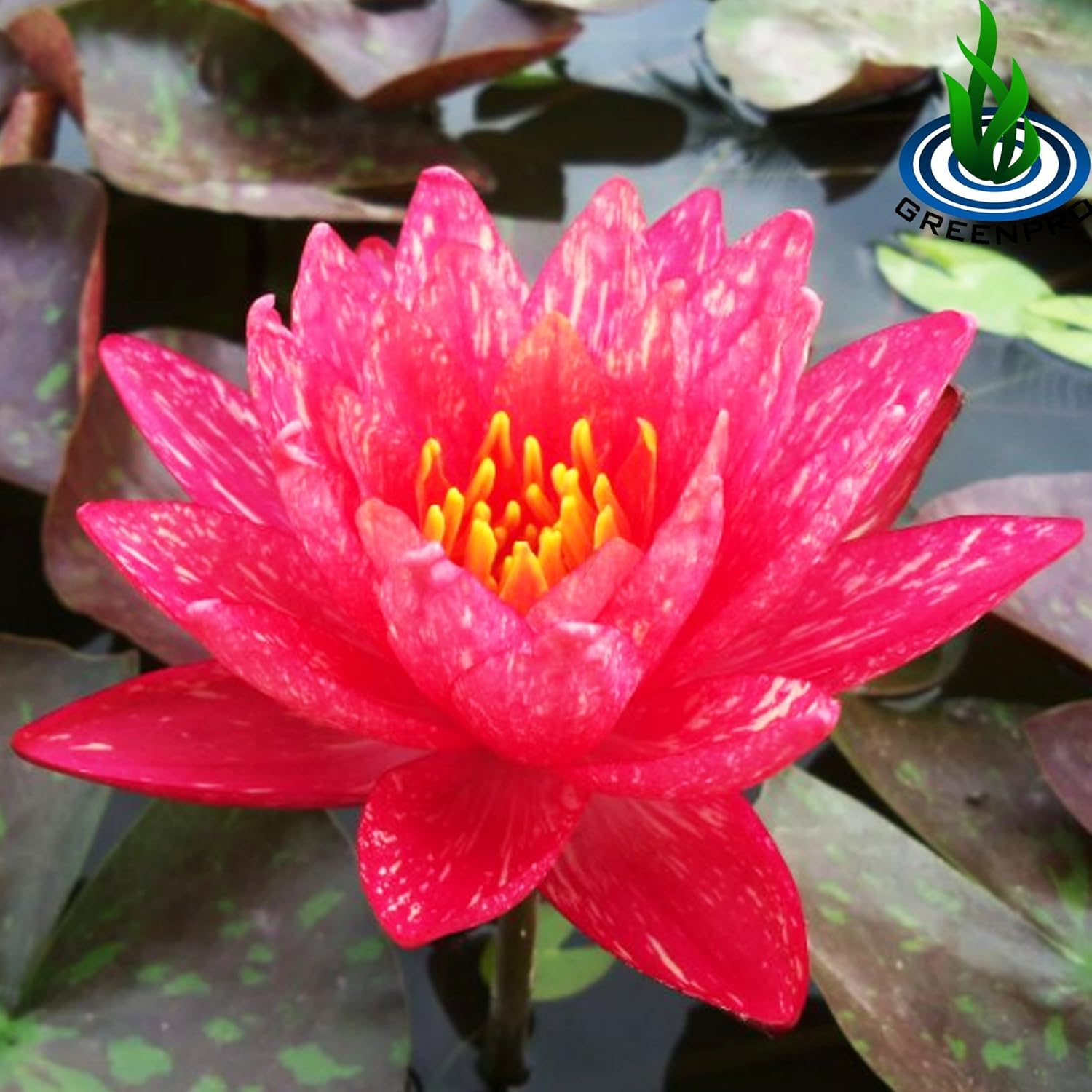 Greenpro Live Aquatic Plant Nymphaea Wanwisa Red Hardy Water Lilies Tuber for Aquarium Freshwater Fish Pond