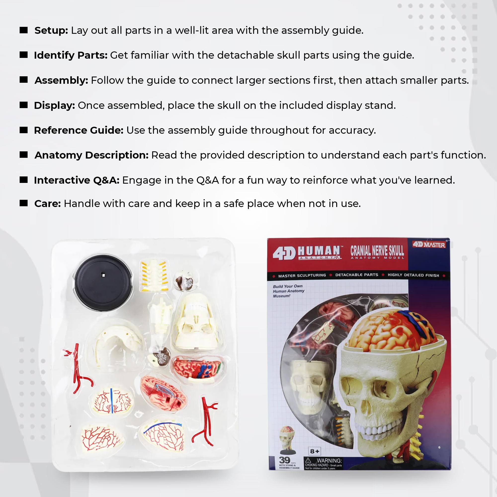 iDENTical 4D Puzzle Human Anatomy 3D Cranial Nerve Skull Biology