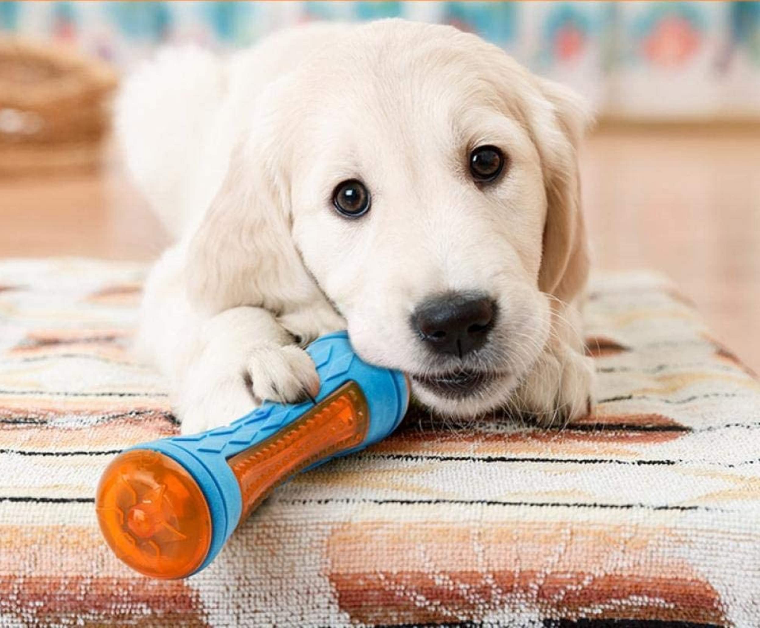 RvPaws Latex Rubber Durable Floating Stick LED with Squeaker Sound Chew Toy Ideal for Chewing and Playing Dogs and Puppies (Colour As Per Available) (B0CD4CVJ2D) Amazon Price History, Amazon Price Tracker