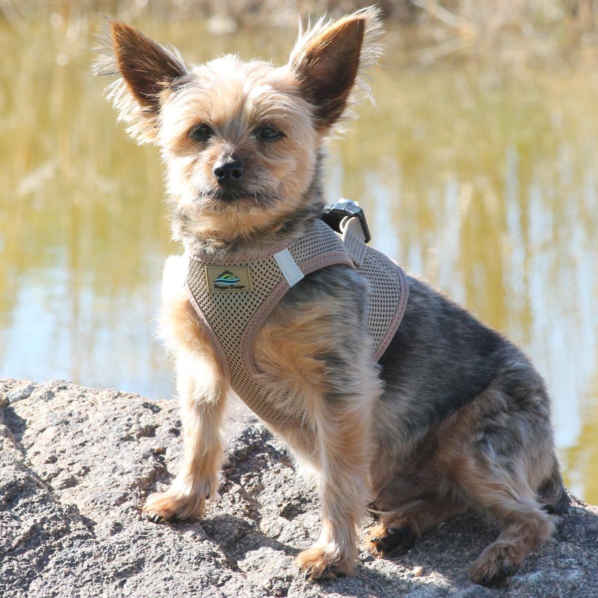 Doggie Design American River - Arnés de malla ultra antiasfixia para perro con tiras reflectantes seguras para caminar por la noche (malla de poliéster suave, lavar a máquina y secar al aire) (L