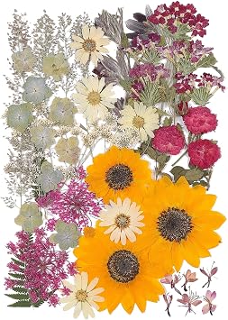 12 Large Fall Dried Pressed Flowers for Art Crafts, Real Dry Natural Flower Leaf Fruit Bulk for Resin Mold, Cake Decor, Glass Frame Autumn Sunflower