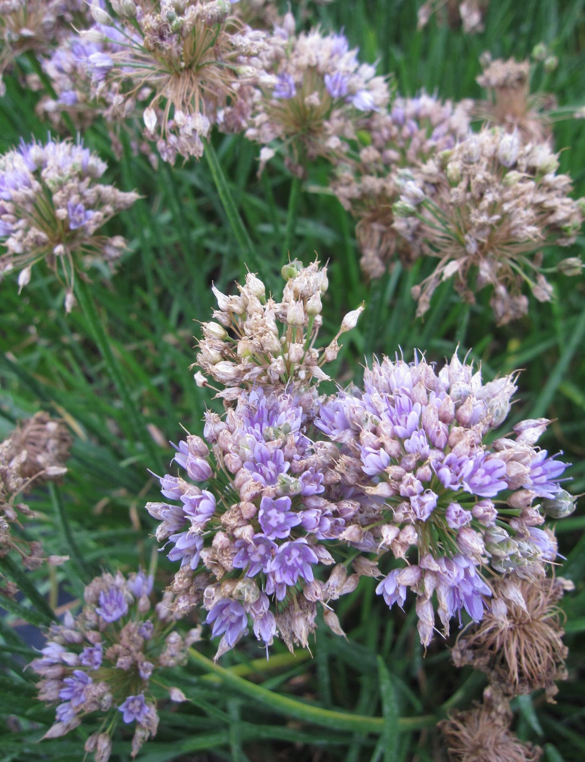 Ausdauernder Lauch - Allium senescens ssp. senescens - Berg-Lauch - Bienenweide