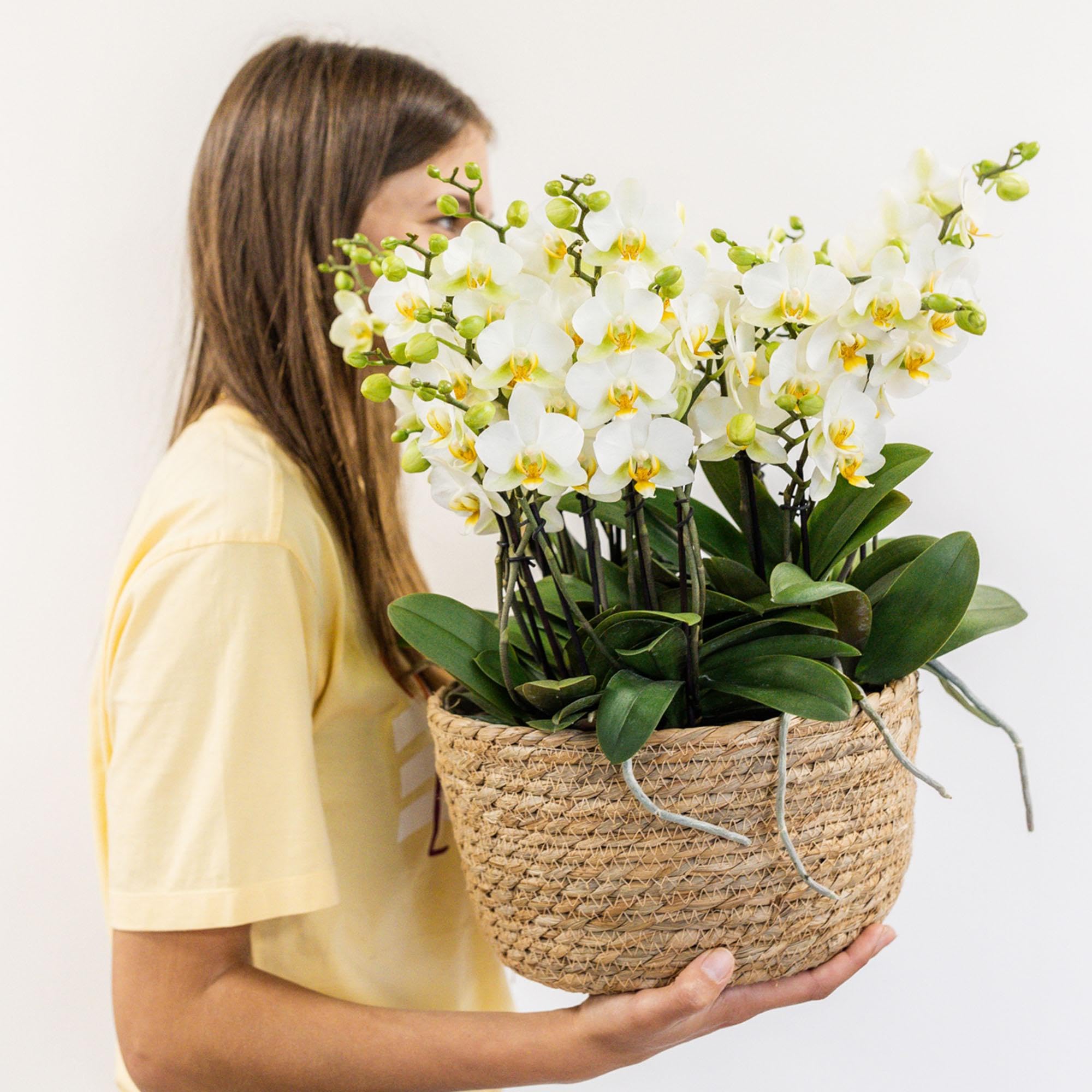 Orchidées Lausanne et plantes blanches avec réservoir d'eau autonome longue durée