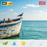 Seagull on Boat 4K – Ocean Wildlife Relax Screensaver TV