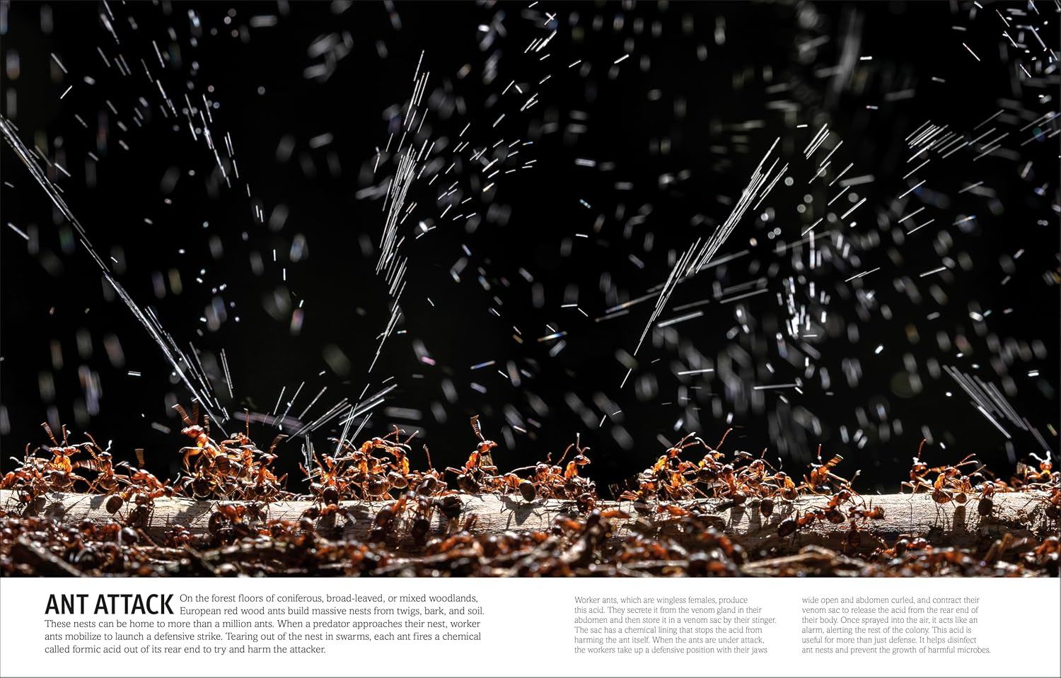 Bugs, Butterflies, Beetles and Bees (DK Our World in Pictures)      Hardcover – March 17, 2026