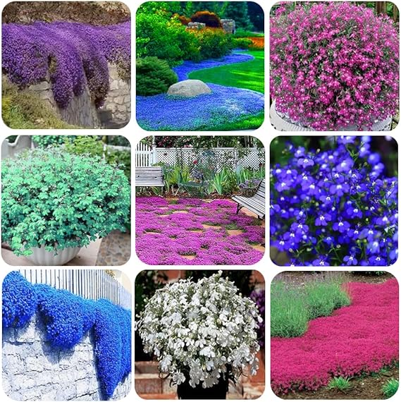 1000+ Mix Creeping Thyme Seeds Ground Cover for Planting