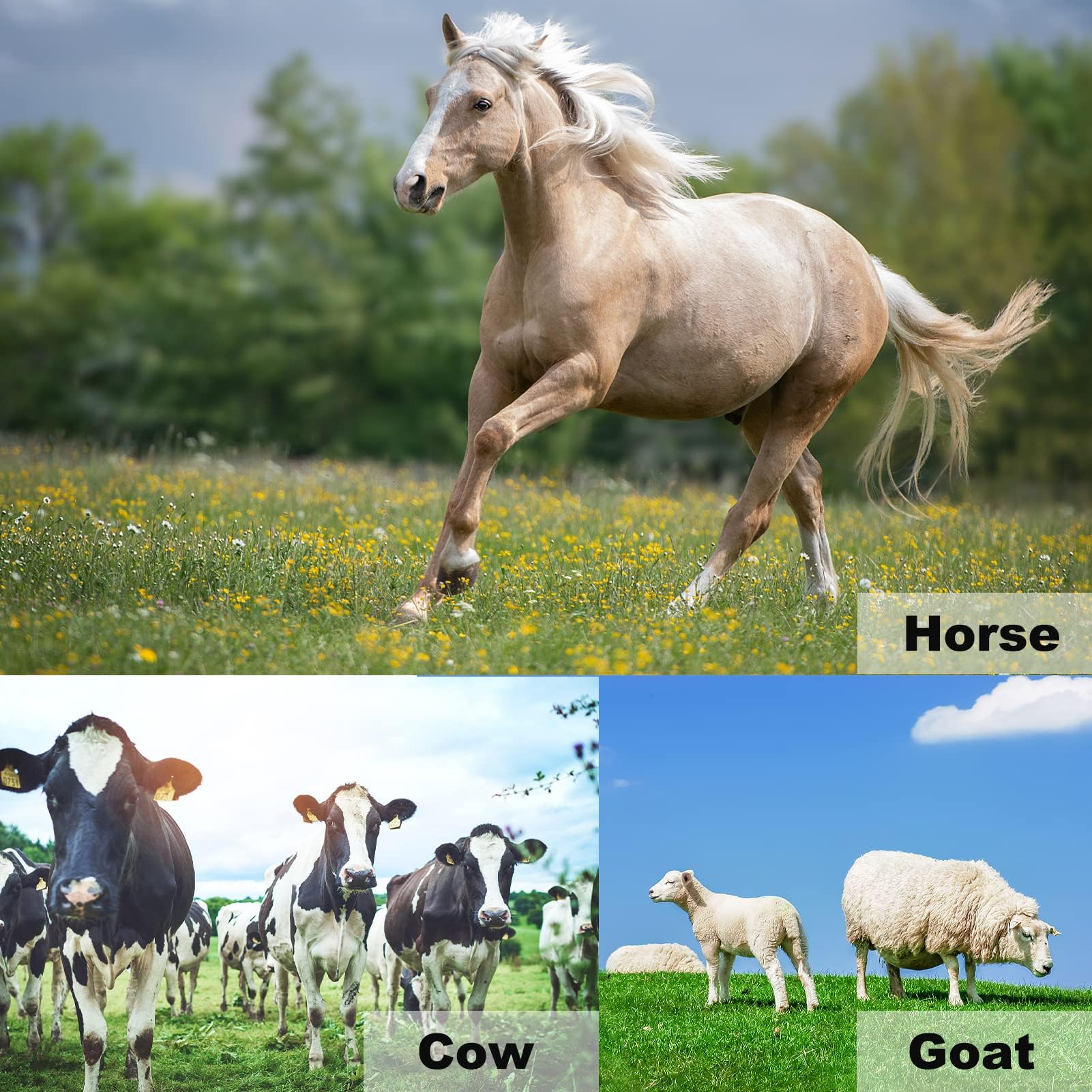 12 Piezas de Herramientas Profesionales para herrador, Kit de herrador, Herramientas para herrar Caballos, Suministros para herrador, Herramientas para herrador de Caballos, Ganado, ovejas y