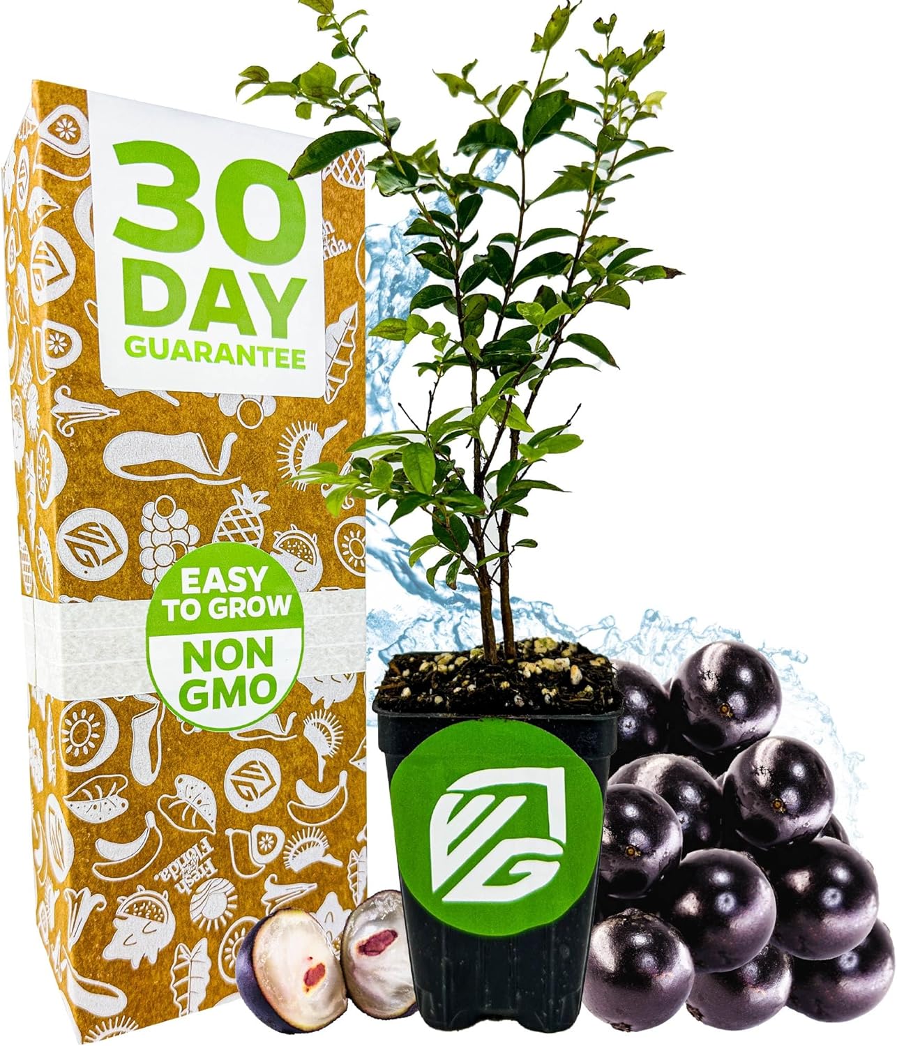 Jaboticaba Tree Live Plant (Jabuticaba) - Myrciaria cauliflora by Wellspring Gardens - Brazilian Grape for Planting - Fresh Fruit Gardening (Jaboticaba Tree (2-Pack))
