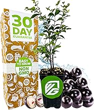 Jaboticaba Tree Live Plant (Jabuticaba) - Myrciaria cauliflora by Wellspring Gardens - Brazilian Grape Fruit Tree for Planting - Fresh Fruit Gardening Plant Tree, Ideal for Outdoor Garden & Patio