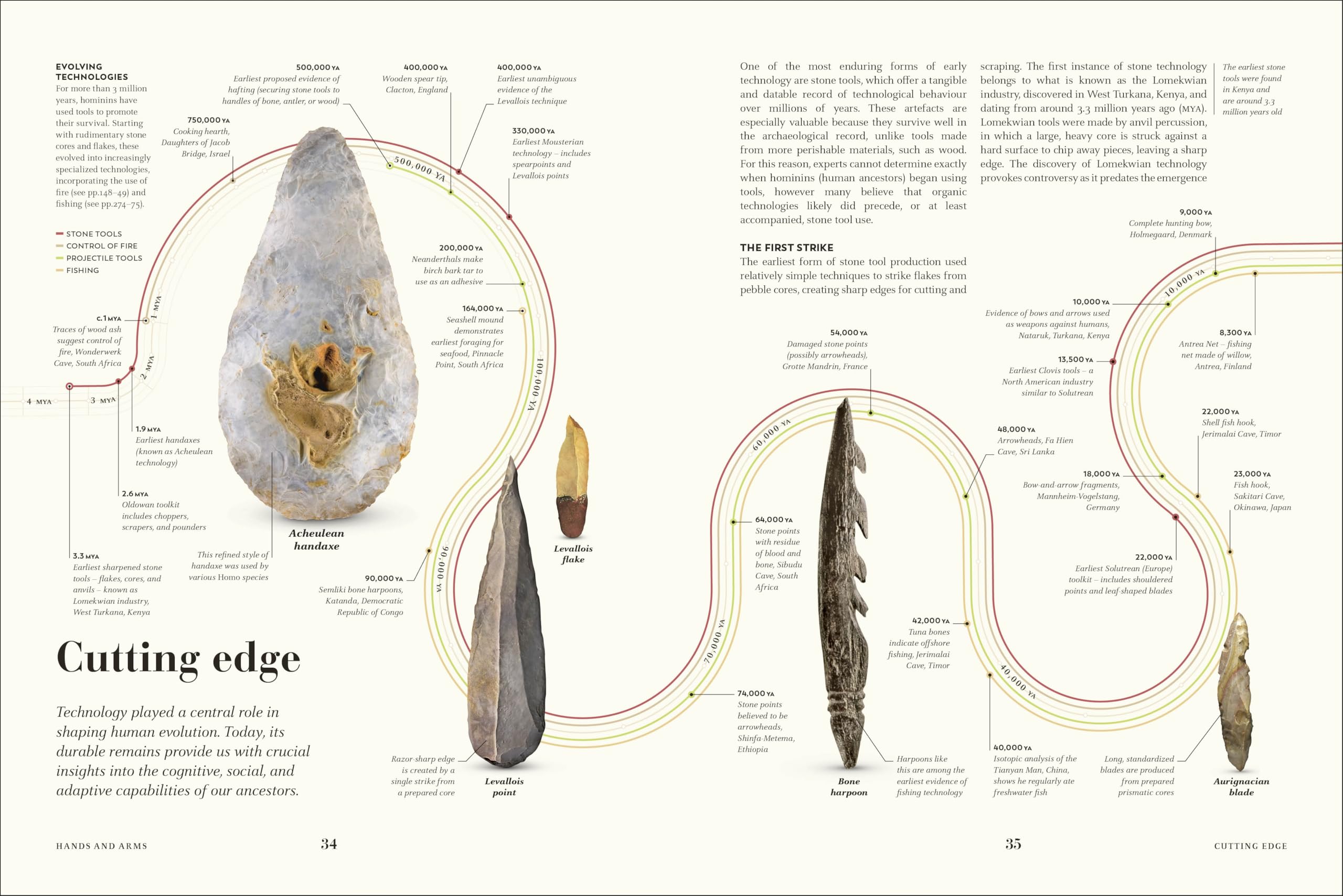 Humans: The Evolution of a Species
