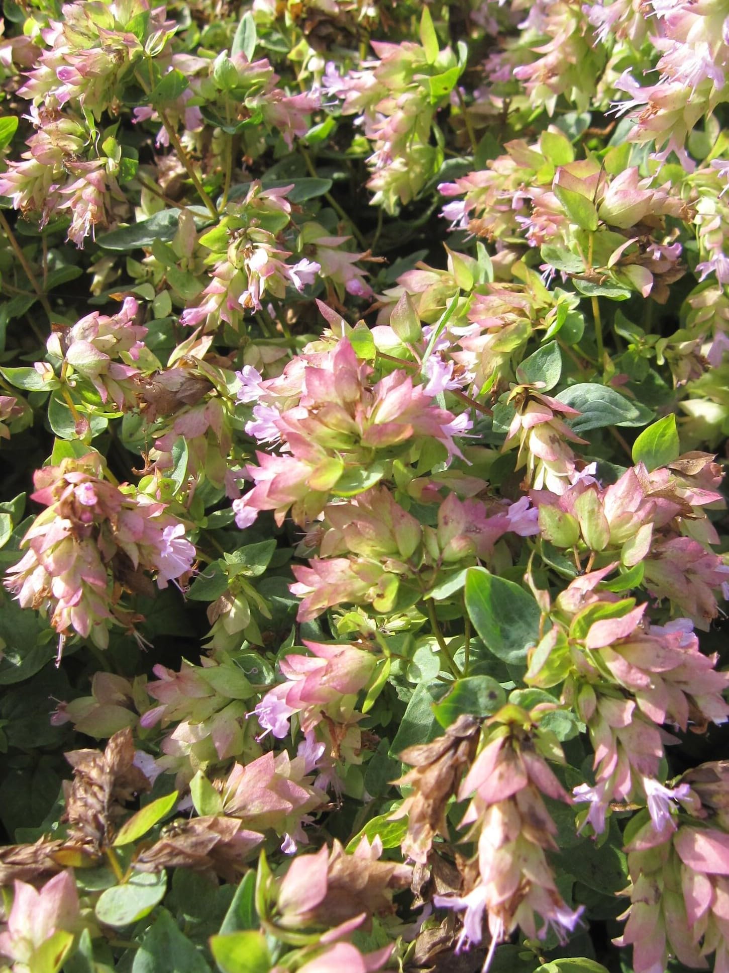 Hopfen-Oregano Dingle Fairy - Origanum rotundifolium