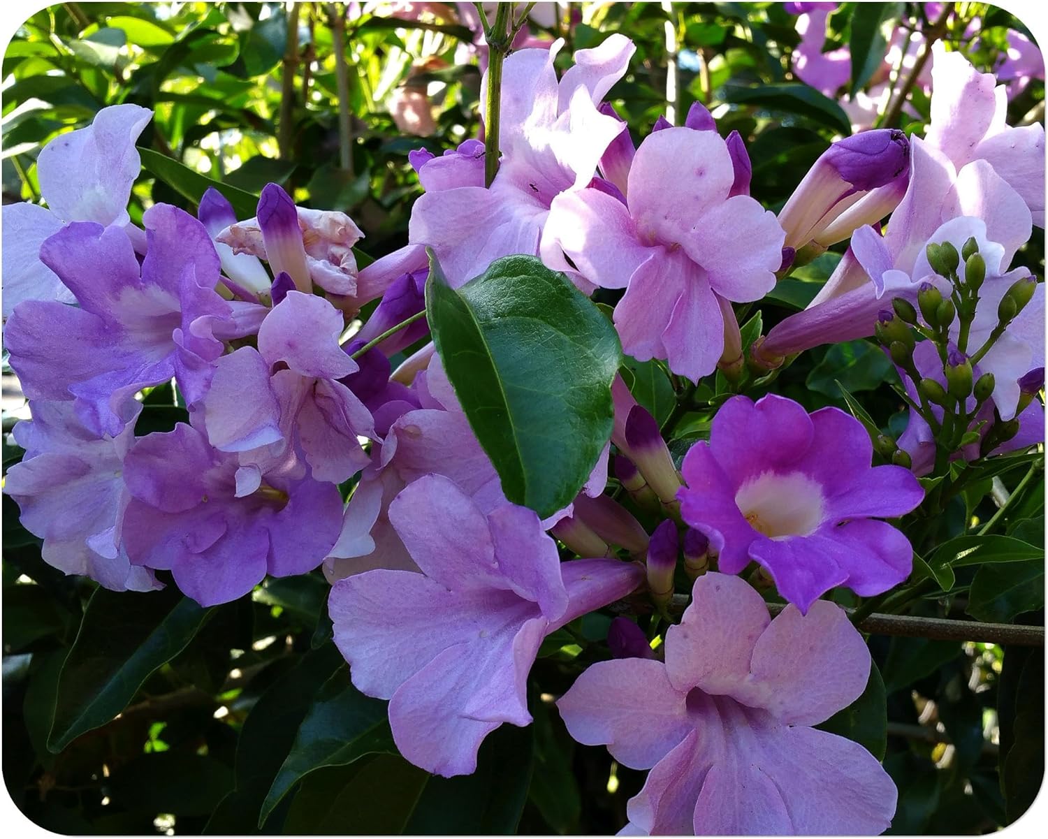 Garlic Vine Semi-Cydista Aequinoctialis - Live Tropical Plant - Vivid Purple Trumpet Shaped Flower - Emerald Goddess Gardens - Starter Sz 4 Inch Pot