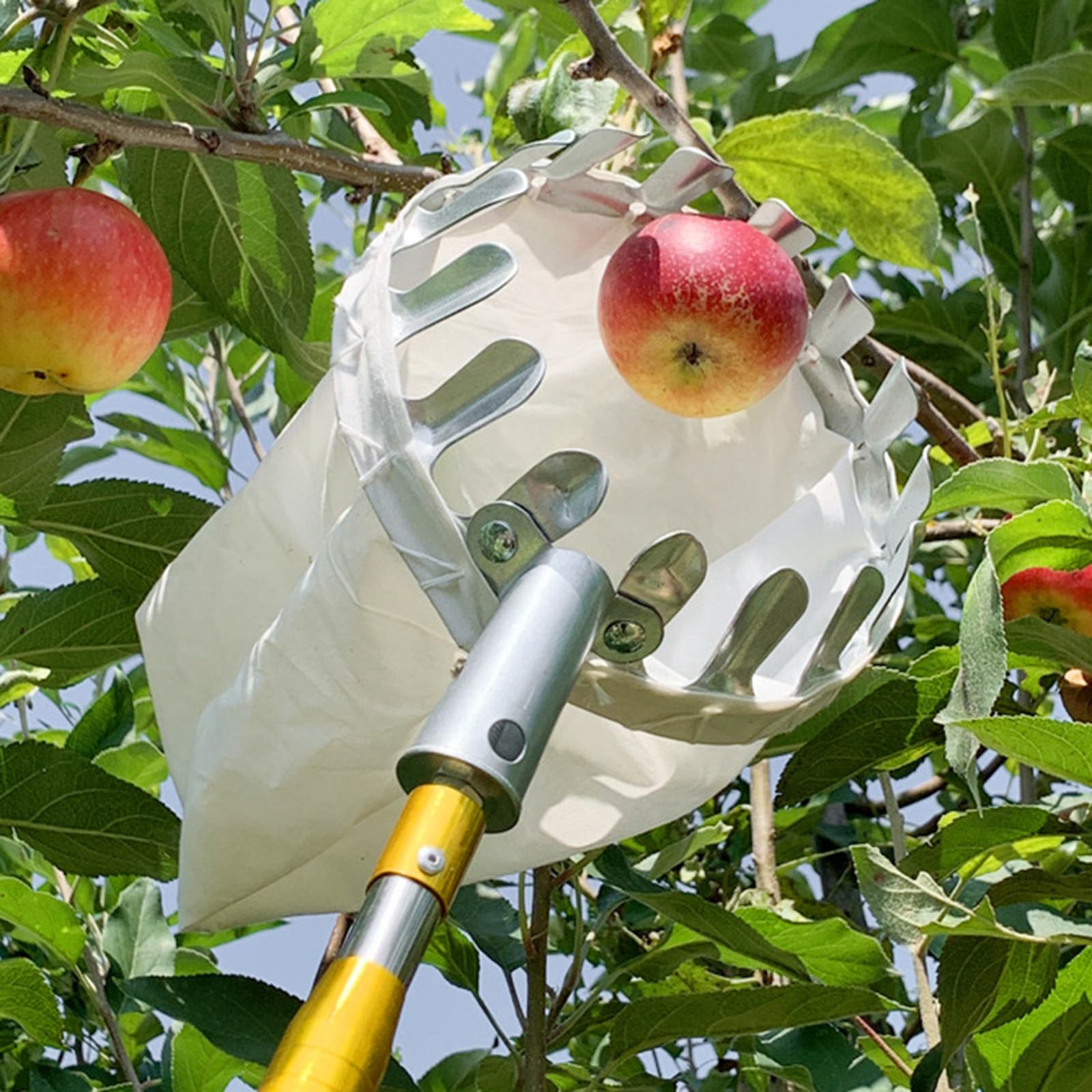 Obstpflücker mit Teleskopstiel und Stoffbeutel Apfelpflücker Diameter 15 cm Obstsammler aus Edelstahl Kirschenpflücker Pflaumenpflücker Obstgreifer Einfach zu Montieren