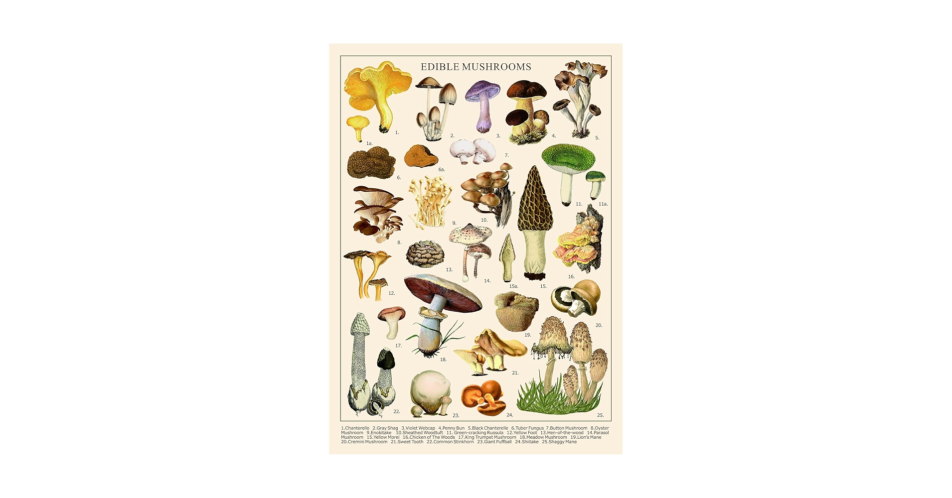 mushroomページ 81dX9V9abhL.jpg_BO30,255,255,