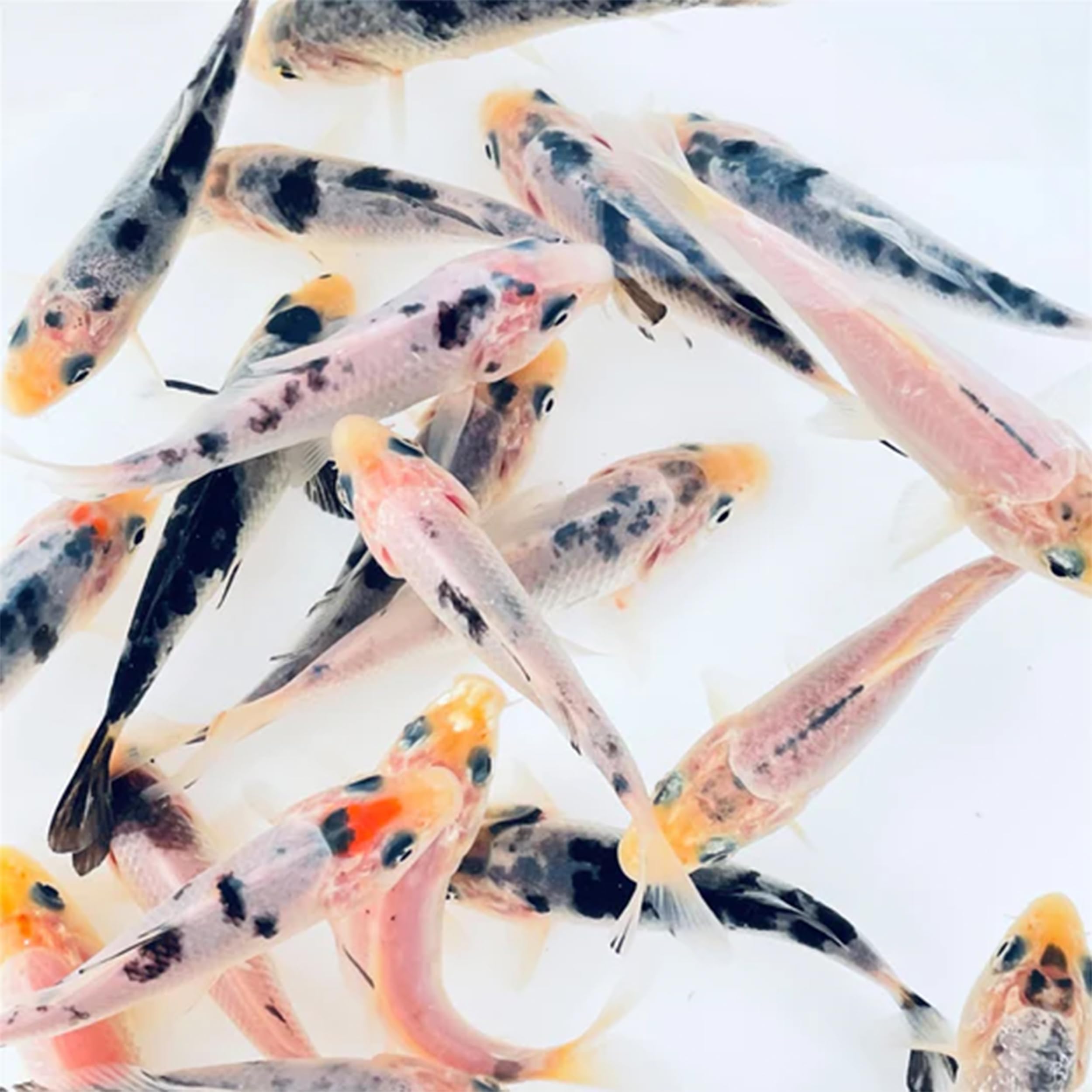 Toledo Goldfish Live Mystery White Koi, a Mix of Standard or Butterfly Fin Species, Live Fish Perfect for Ponds, Tanks, and Aquariums - 5-6 Inches, 5