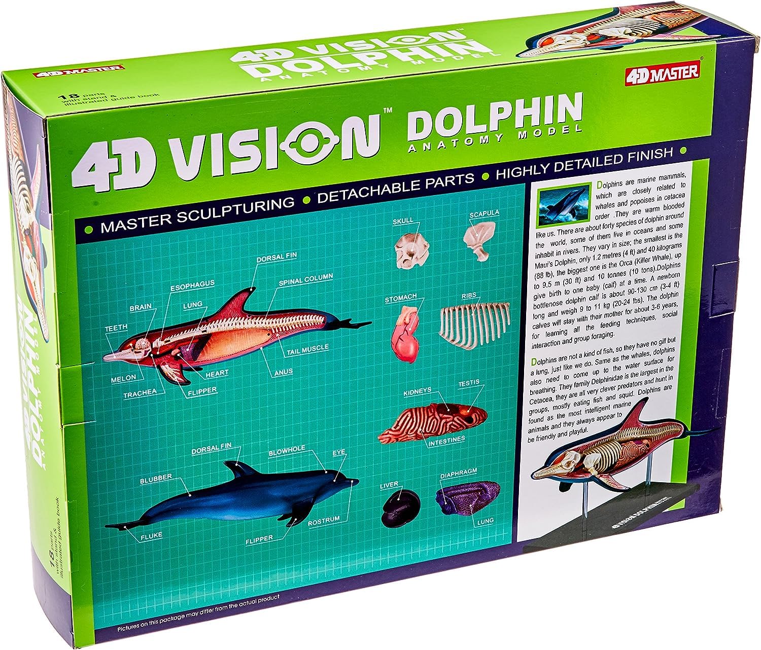 Amazon.com: ASSICON 4D-Vision Dolphin Anatomy Model, Organ Anatomy