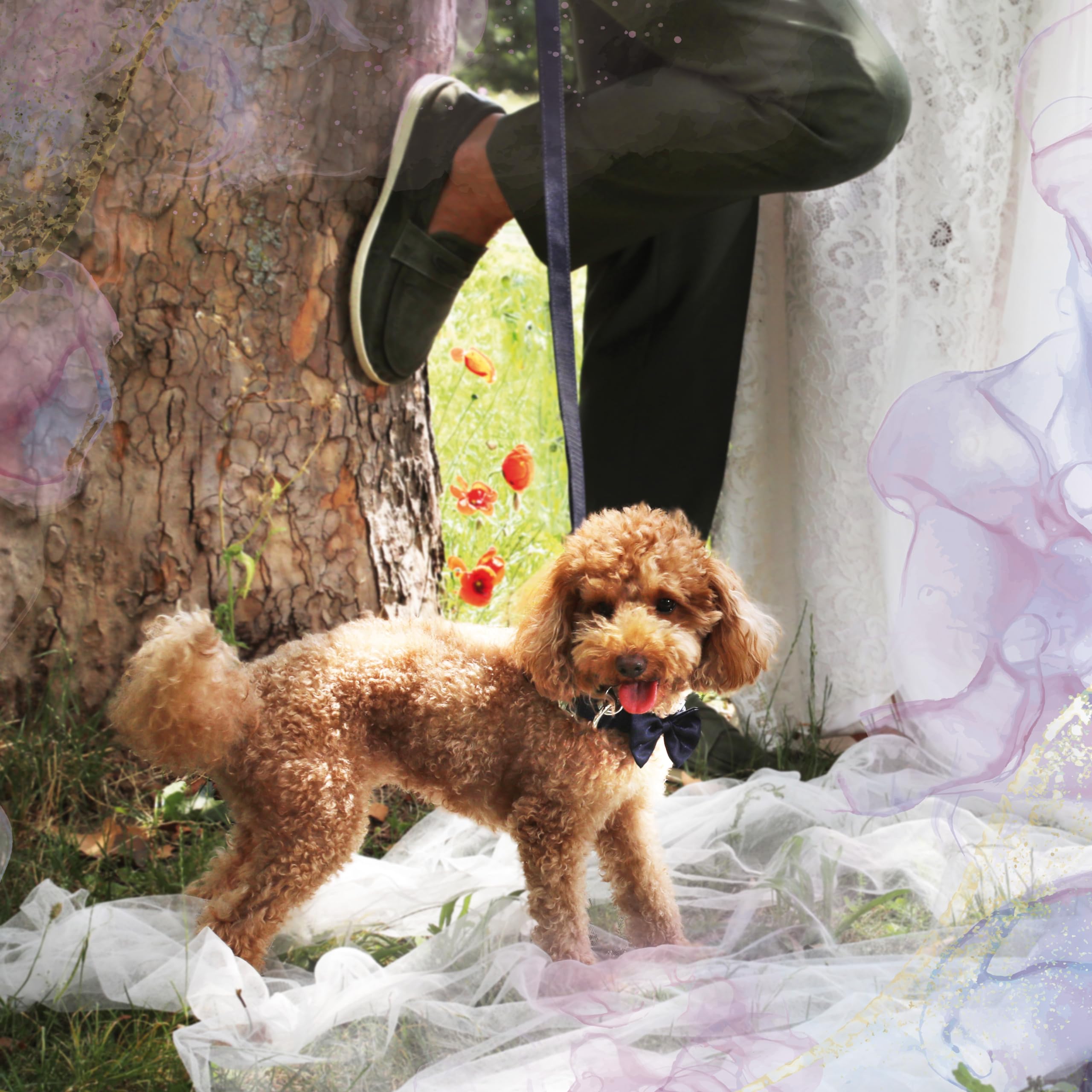 Croci Ceremony - Collare per cani maschi, con papillon, per matrimonio, Tessuto Blu elegante satinato, dettagli color argento, per cani taglia piccola, media, grande, M/32-50 cm