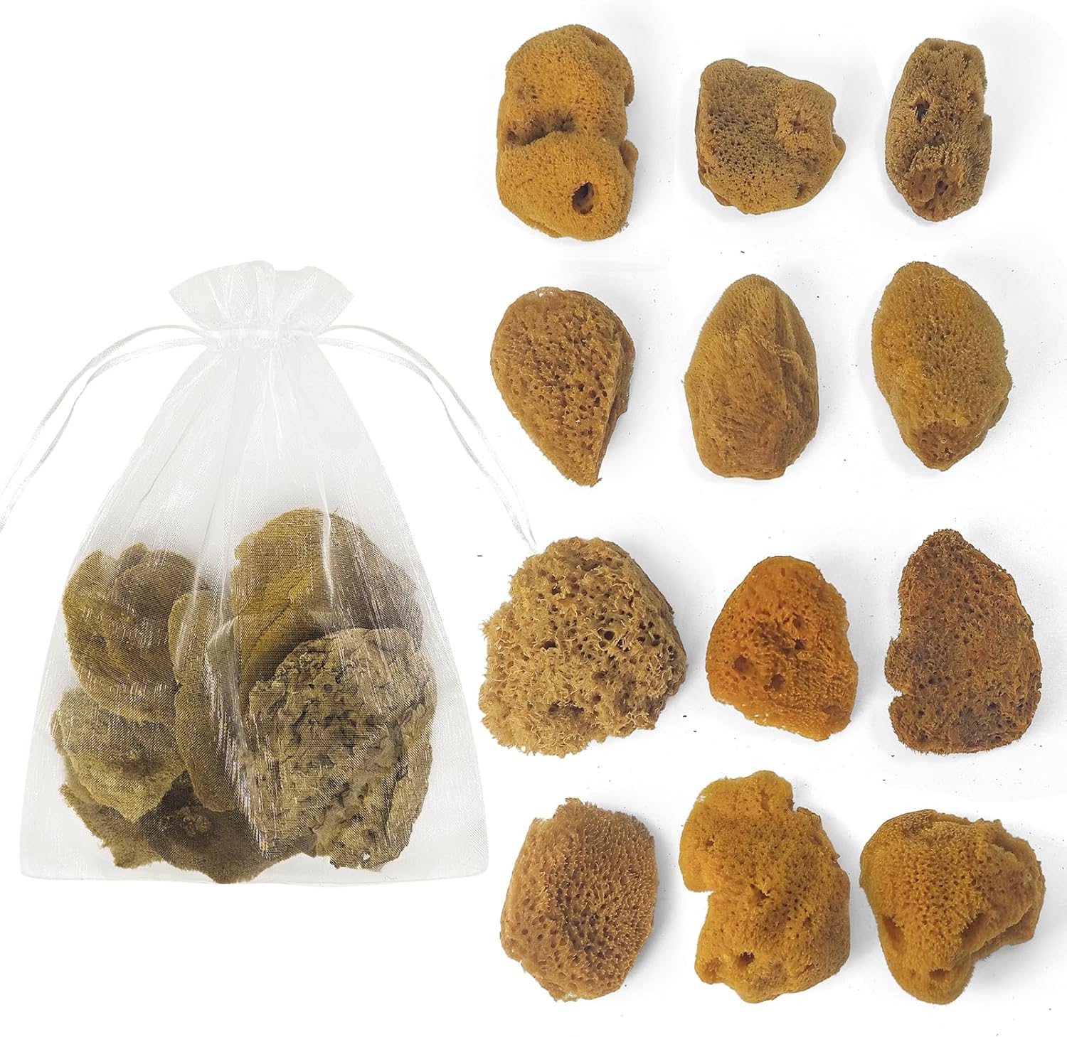 Amazon.com: Natural Sea & Synthetic Sponges - Assorted Sizes 12pc Value ...