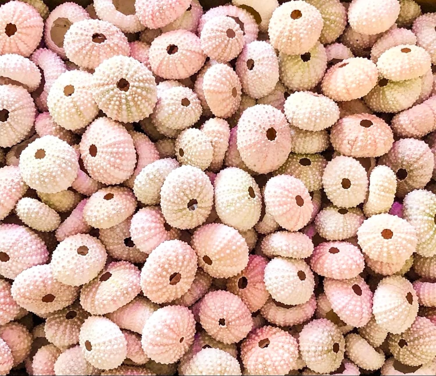 25 Pink Sea Urchins, Light Pink & White Natural Sea Shells for Beach Wedding Decor, Coastal Crafts & Bulk Shell Display