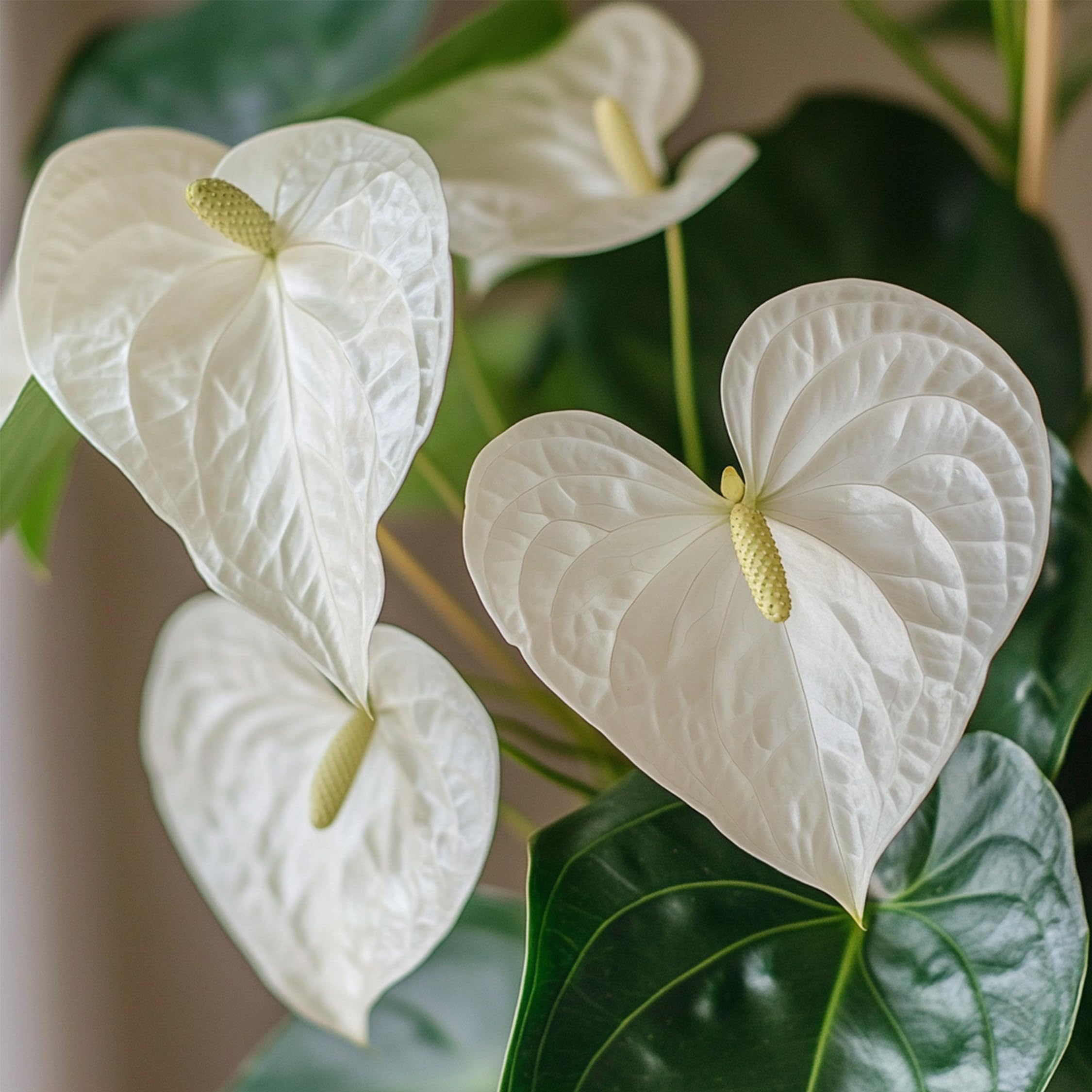 Plant in a Box - Biały anthurium - Zestaw 1 - Anthurium 'Alpine White' - Wysokość 40-55cm - ø 14cm - Roślina doniczkowa kwitnąca - Biały