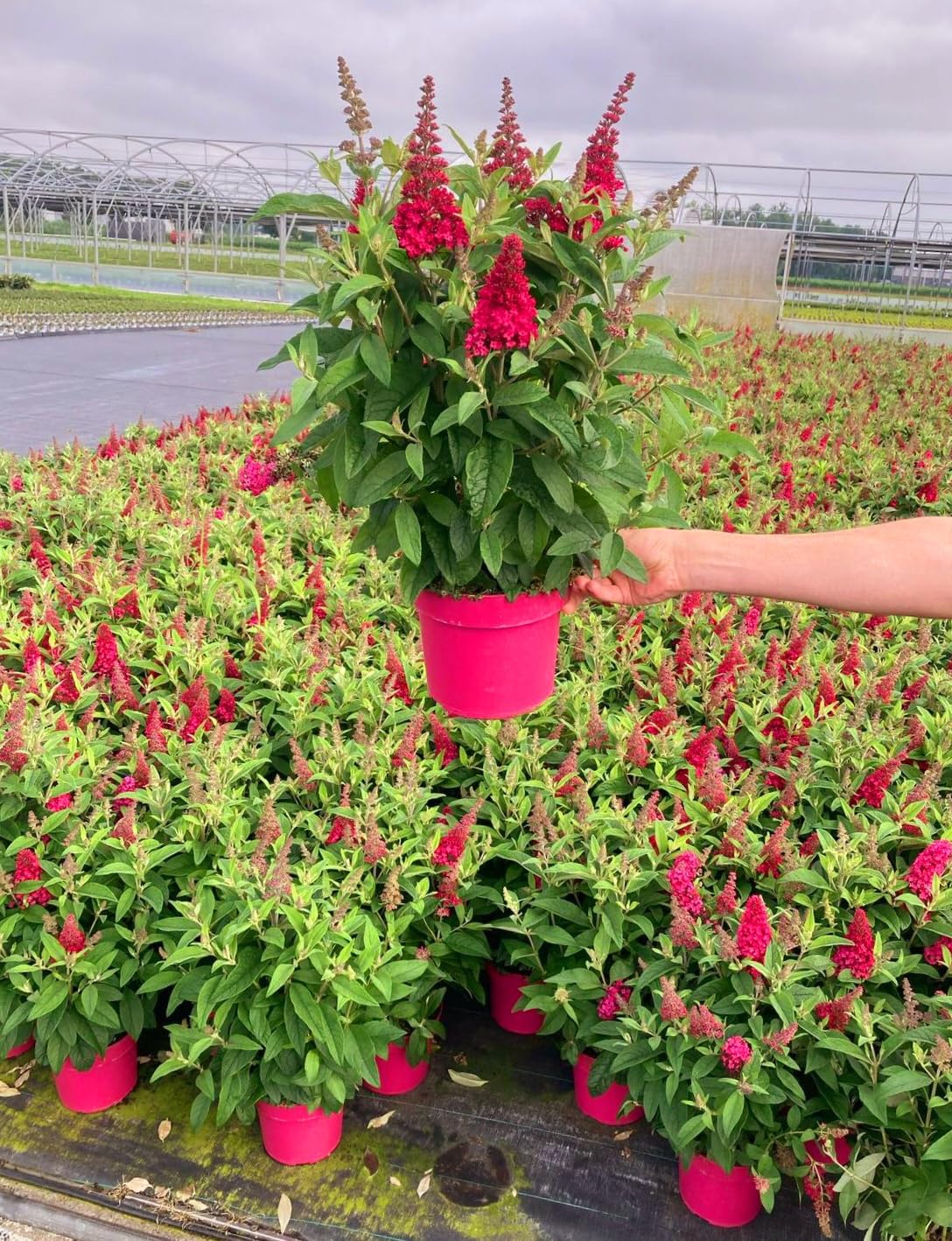 POWERS TO FLOWERS - BUDDLEJA A FIORE FUCSIA, VASO 20 CM, ALBERO DELLE FARFALLE, pianta vera