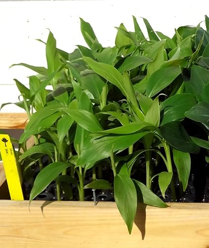 Miniatura 3 de Plantas de plátano Basjoo incluye cuatro (4) plantas resistentes al frío