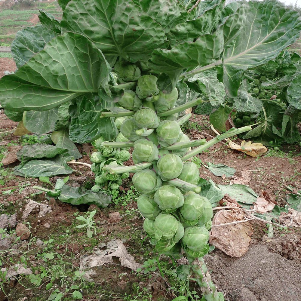 VibeX Heirloom Brussels Sprouts Cabbage Brassica Seeds-250 Seeds