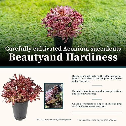 Miniatura 9 de Aeonium Superbang Variegata - Planta suculenta viva de 8 pulgadas, aeonio de follaje rojo y negro abigarrado, suculenta vibrante con múltiples