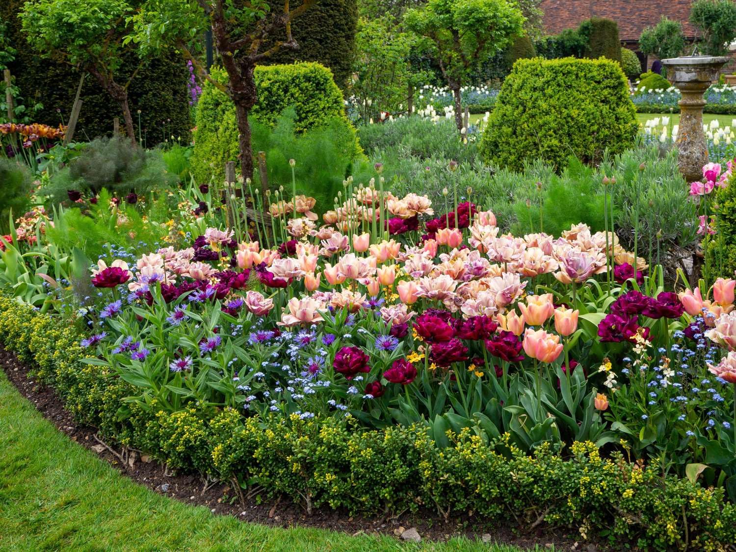 Tulpenmischung 'Katja' Fred's Garden, 21 Zwiebeln, Rot, Höhe 40-50 cm, Tulpenzwiebeln, Blumenzwiebeln, Frühlingsblüher, für Beet und Kübel