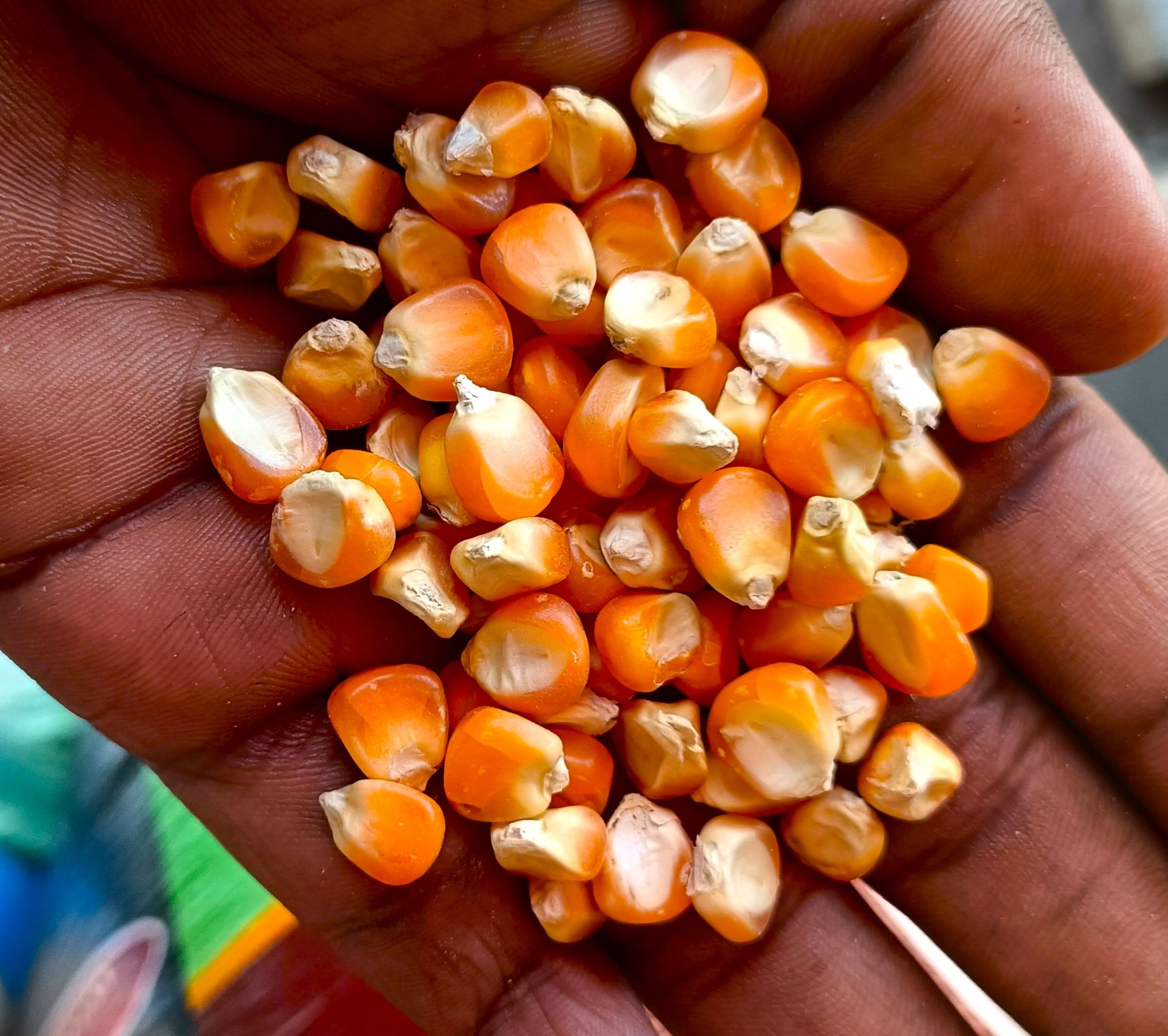 LAKSHMI Maize/Makka Seeds Kernels (5 KG) | Organic Sabut Makka Kernels For Eating & Cooking || For Aata PurPose(Make Makka ki Roti) Fully Dried (B0CY4PLR38) Amazon Price History, Amazon Price Tracker
