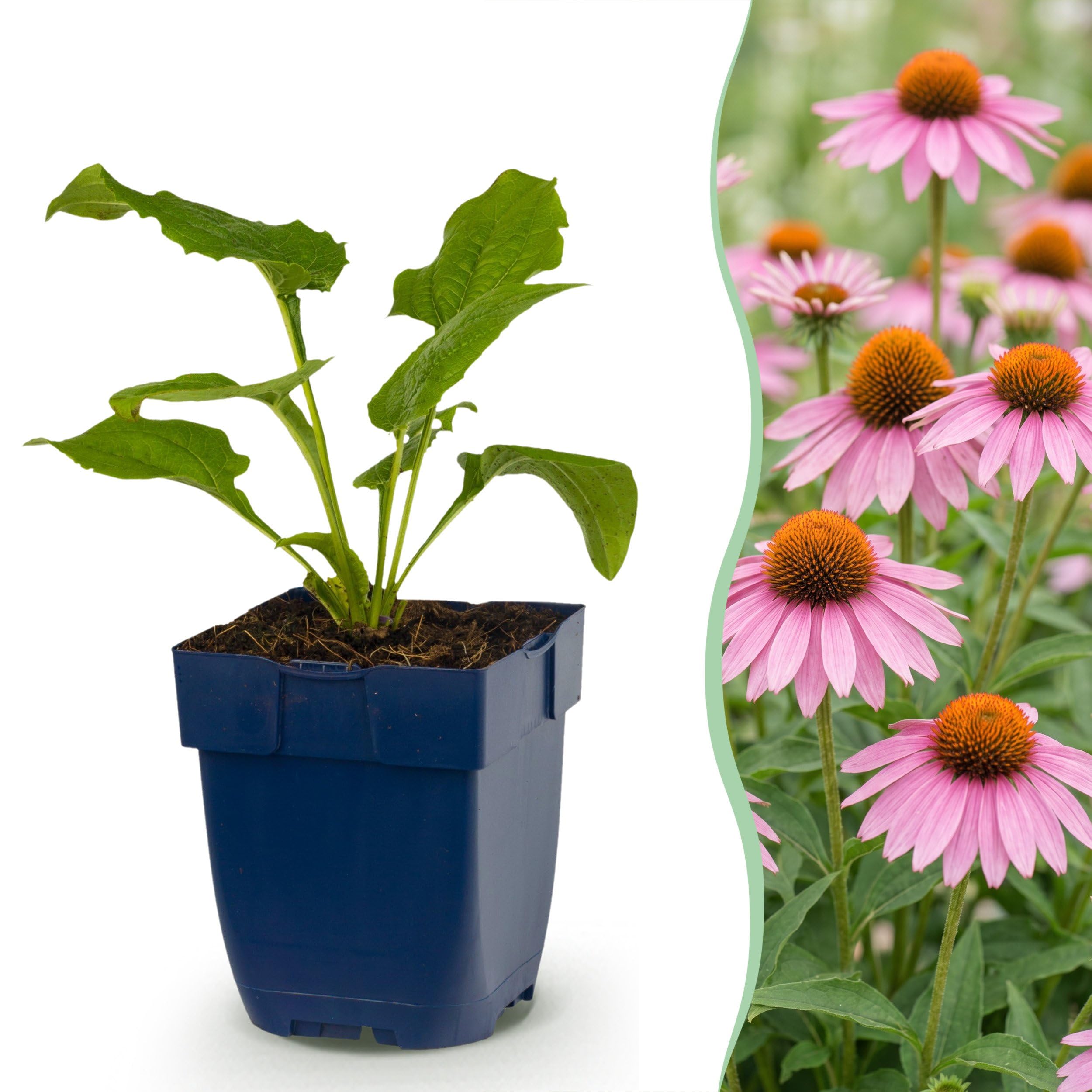 Echinacea purp. Magnus – Jeżówka purpurowa – Rośliny przyciągające pszczoły i motyle – Różowa – 6 sztuk - 15-25cm - Ø11cm - Roślina ogrodowa