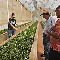 Vista 7 de Cafe Crema Café molido de Puerto Rico, bolsa de 8 onzas (paquete de 2)