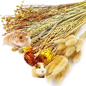 Sukh Hamster Millet Sprays - 30Pcs Natural Millets Barbados | Ubuy