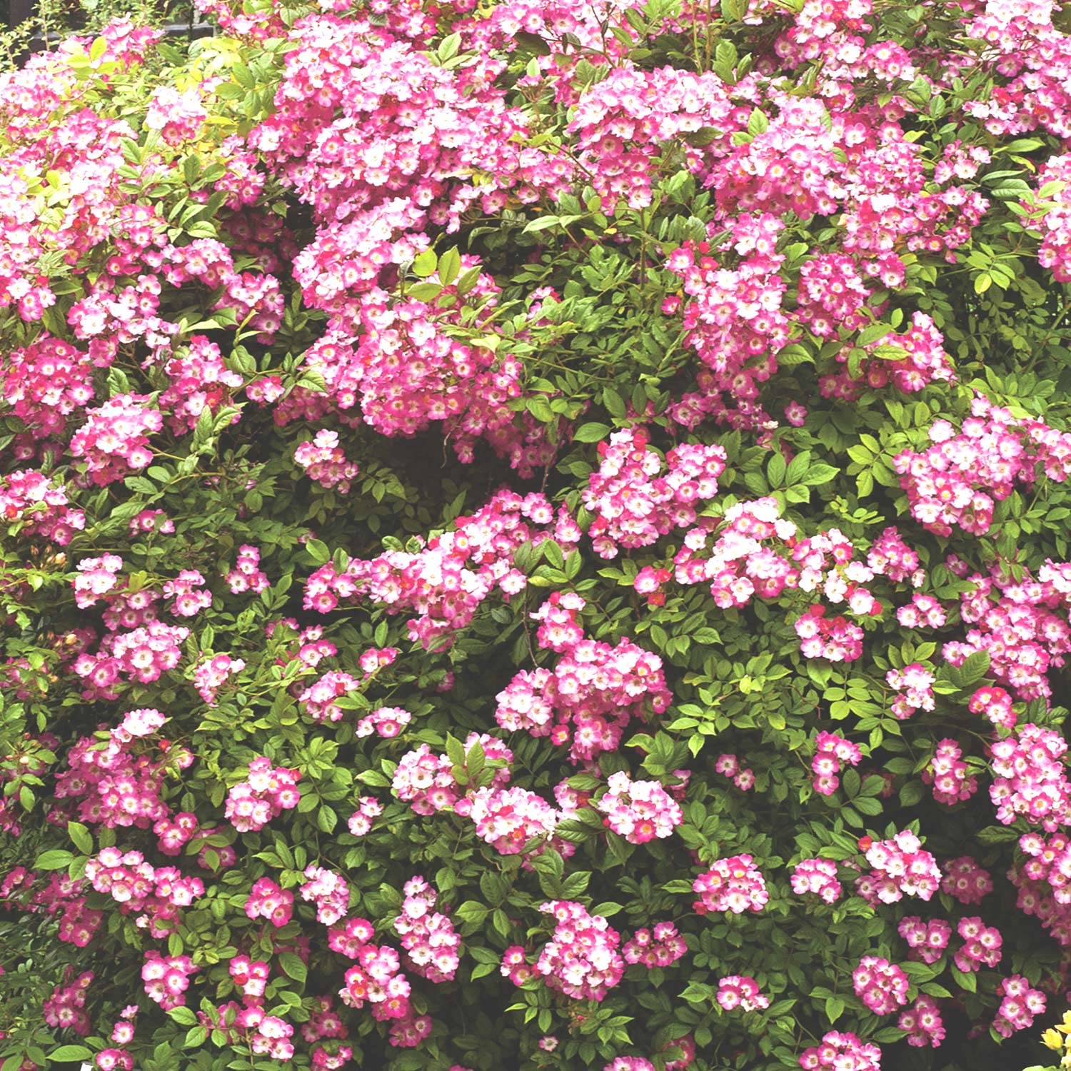 Historische Strauchrose 'Mozart®'