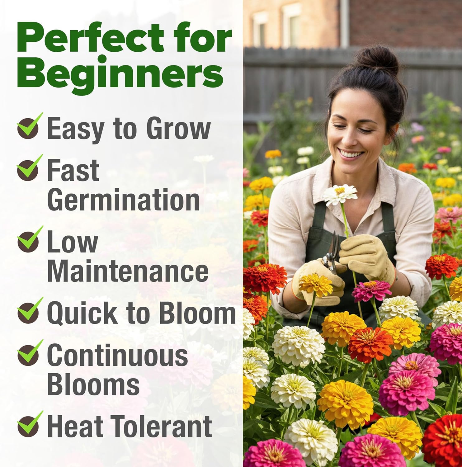 HOME GROWN Zinnia Seeds Mix – 17,000 Pumila Compact Zinnia Flower Seeds for Planting Outdoors | Bulk Colorful Annual Cut Flowers for Summer Gardens & Containers (Zinnia elegans)