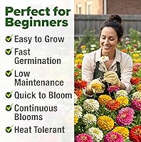 Vista 367 de HOME GROWN Semillas de diente de león para plantar 600 semillas de hierbas medicinales tradicionales (~ 0.01 oz) sin OMG cultivan hojas y flores