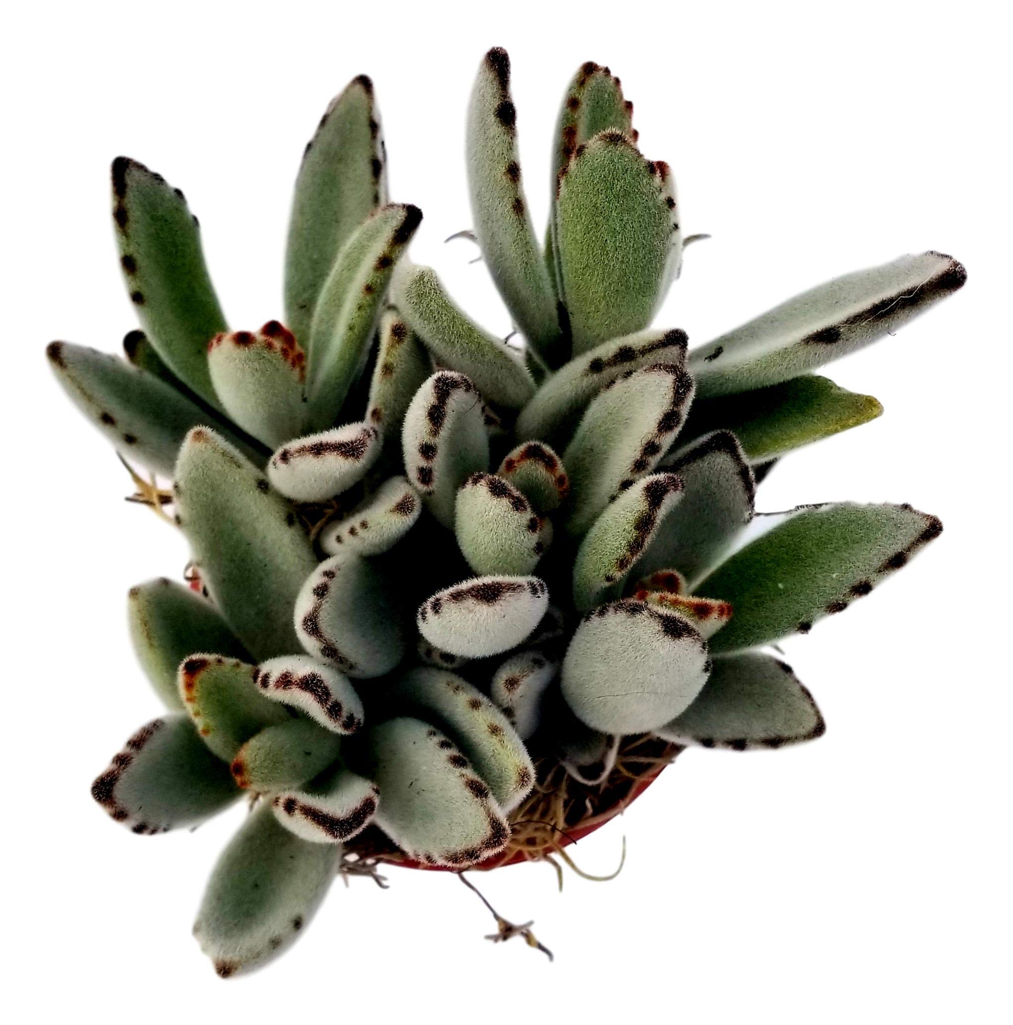Succulent Plant Fully Rooted in 4 Inch Planter (Panda Plant)