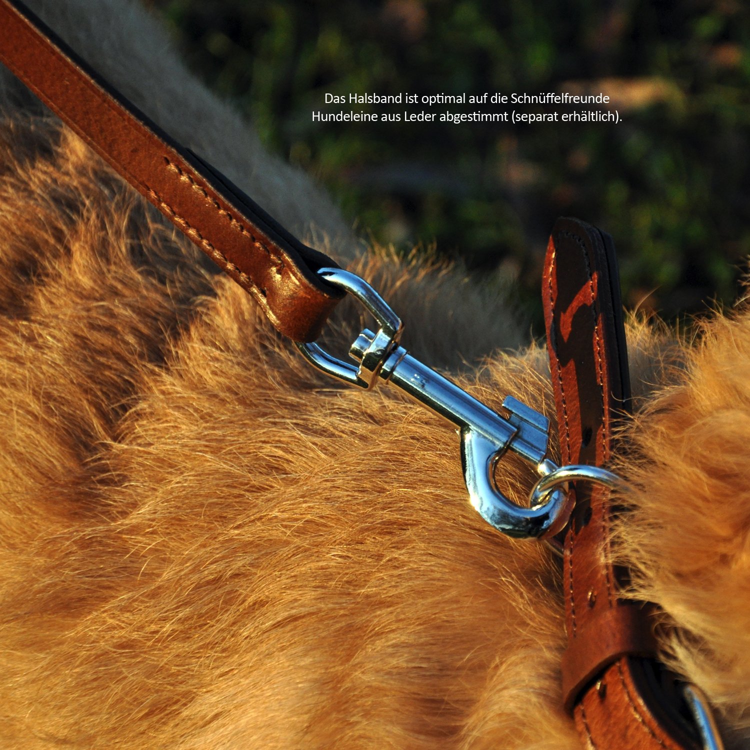 Collier pour Chiens en Cuir (XL - 46-55cm, Rouge)