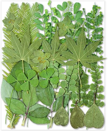 Vista 27 de 26 flores secas prensadas para moldes de resina, flores naturales reales prensadas para manualidades de bricolaje, fabricación de velas, decoración