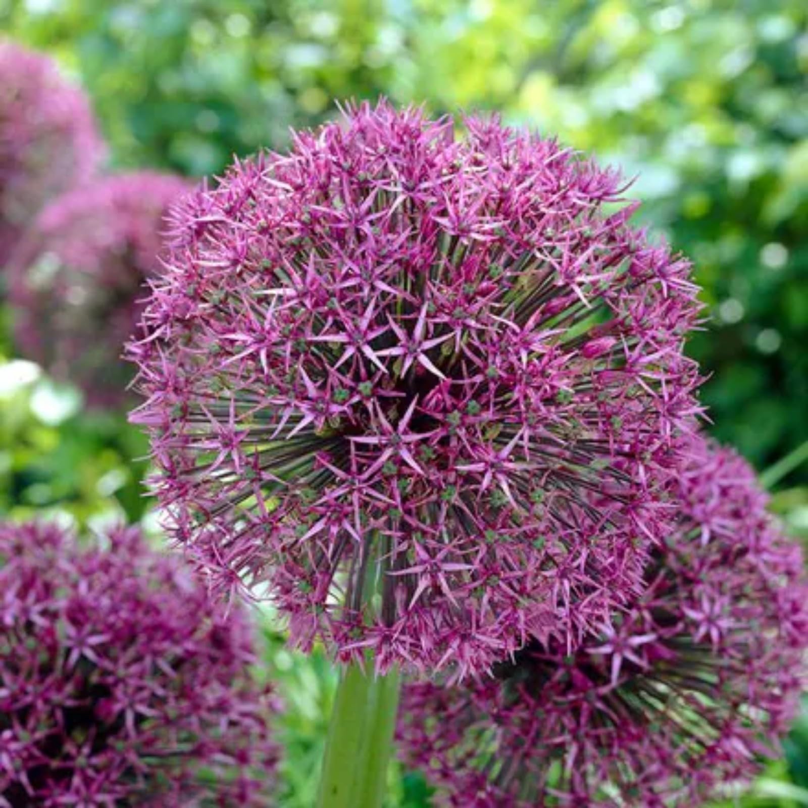 Stunning Allium Bulbs Mix for Planting Now UK/Cut Flowers/Greening Flower/Strong Plants That Grow Well/Natural Organic/Eye-Catching,Wedding Flowers.-15bulbs-A