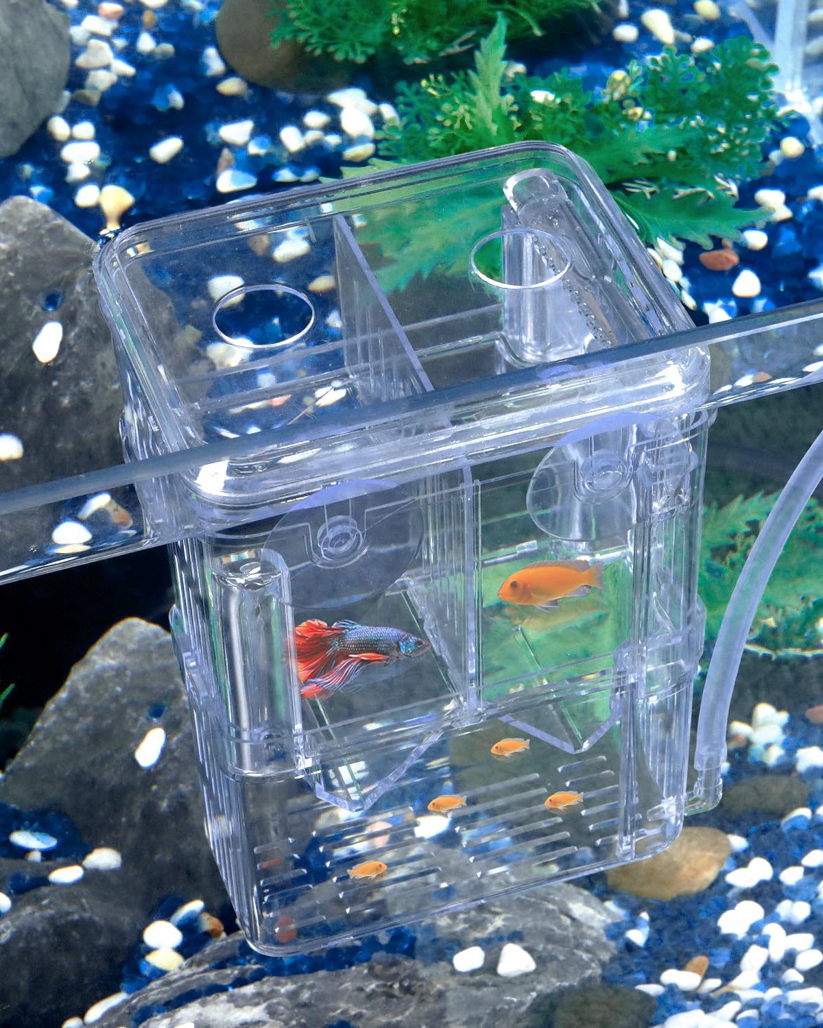 Pawfly Aquarium Breeder Box - Transparent Plastic, Incubator for Fish Fry, Hatchery & Isolation Box for Aggressive Fish & Shrimp