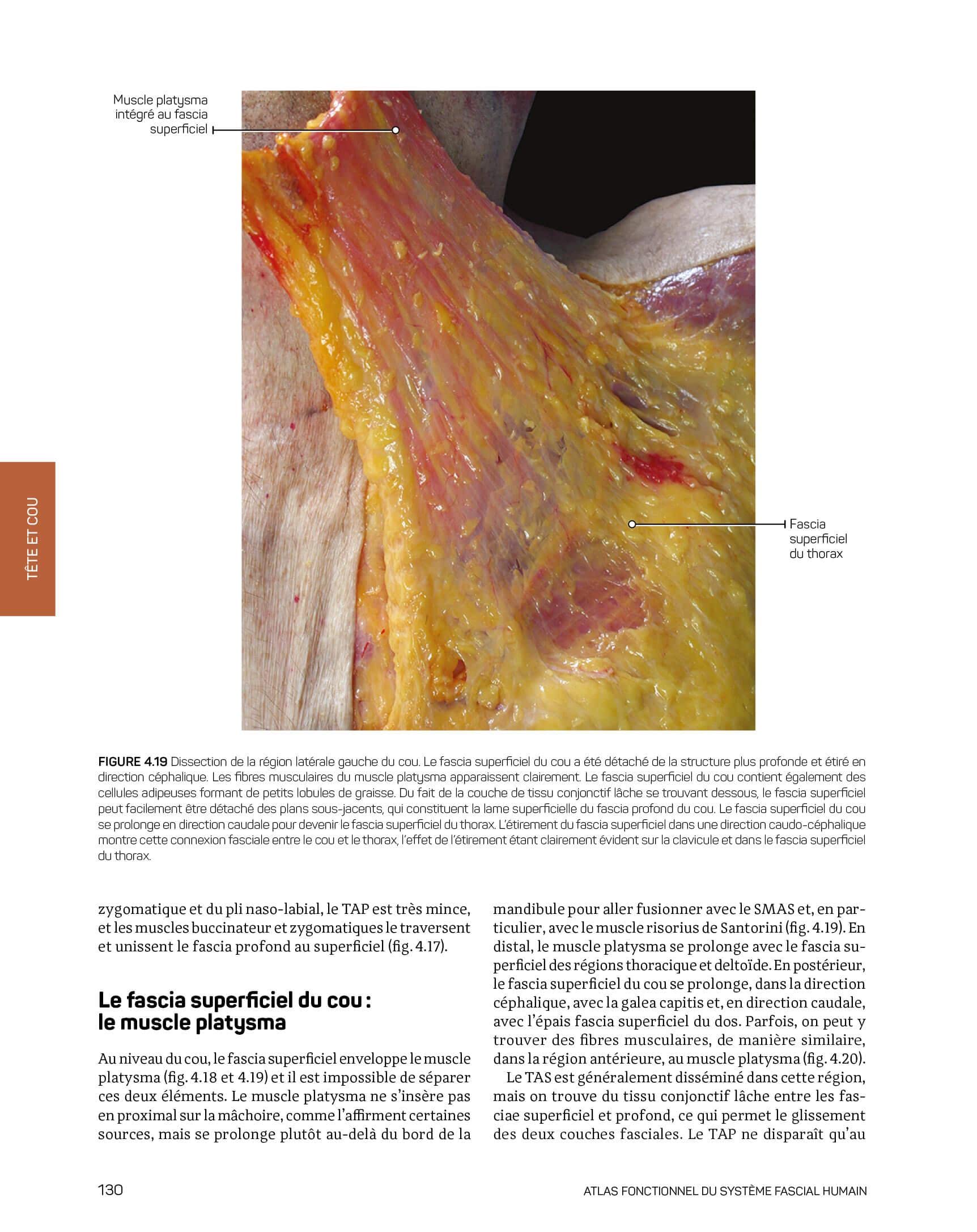 Atlas fonctionnel du système fascial humain