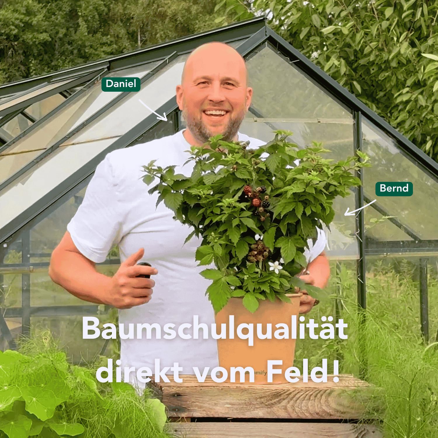 Bloomify® Bio Balkon-Brombeere "Bernd" | 60 bis 80 cm hohe ertragreiche Brombeeren Pflanze | winterhart und pflegeleicht | leckere Früchte für Garten oder Topf | dornenlos
