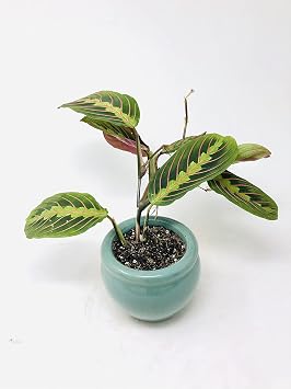 Red Prayer Maranta Plant in Aqua Blue Round Vase / Easy to Grow House Plant