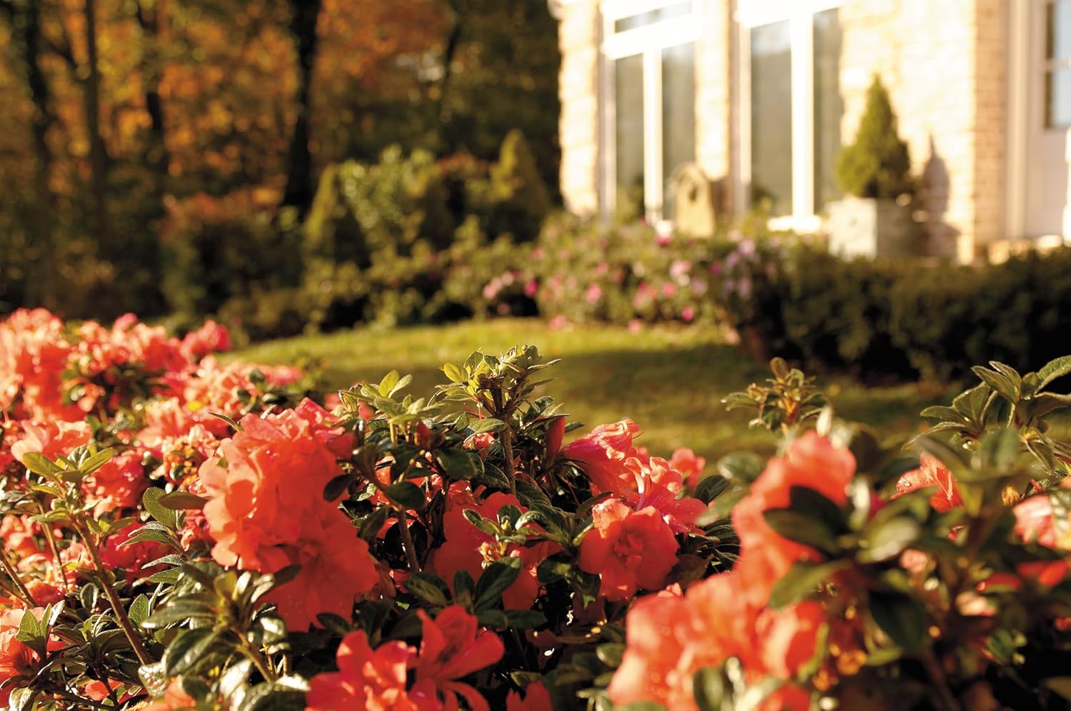 Encore Azalea Autumn Monarch (2 Gallon) Orange - Pink Flowering Shrub - Full Sun Live Outdoor Plant