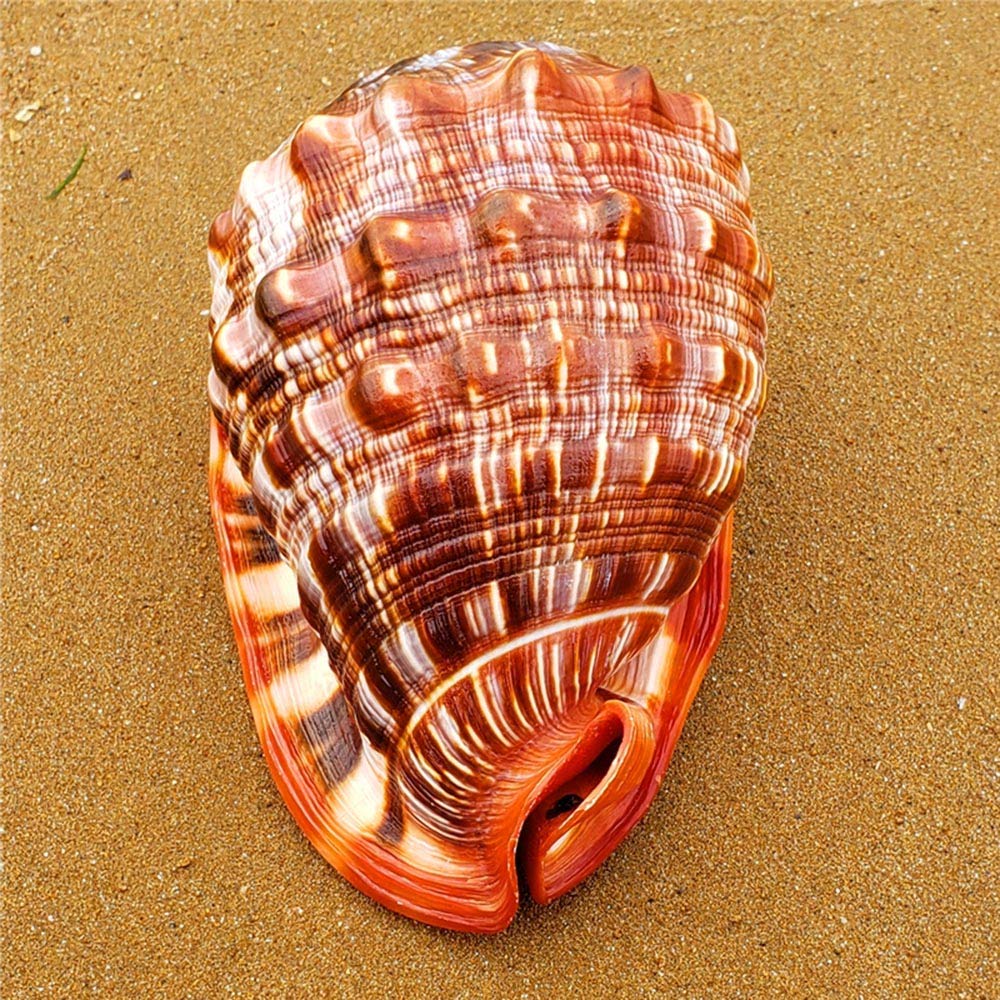 Grandi conchiglie naturali, Grande conchiglia marrone con motivo nautico, decorazione Turbo Polished, espositore da collezione a forma di granchio eremita, 5,2~7,2 pollici(7~7.2inch)