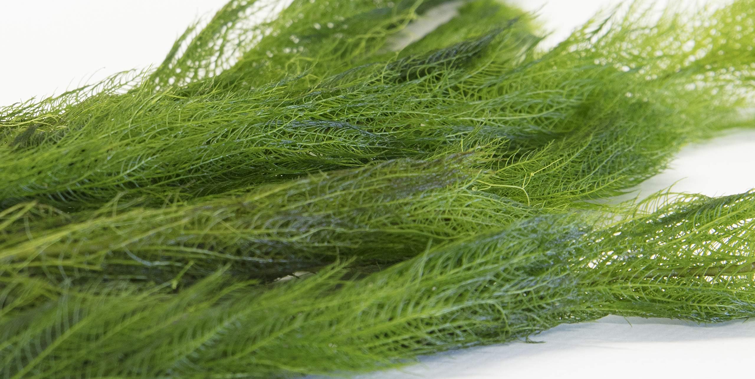 Lincolnshire Pond Plants Ltd - Milfoil Oxygenating Pond Plant (10 Bunch)